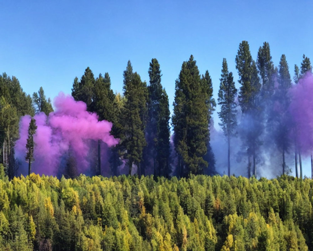 Lush Green Forest with Purple Smoke in Clear Blue Sky