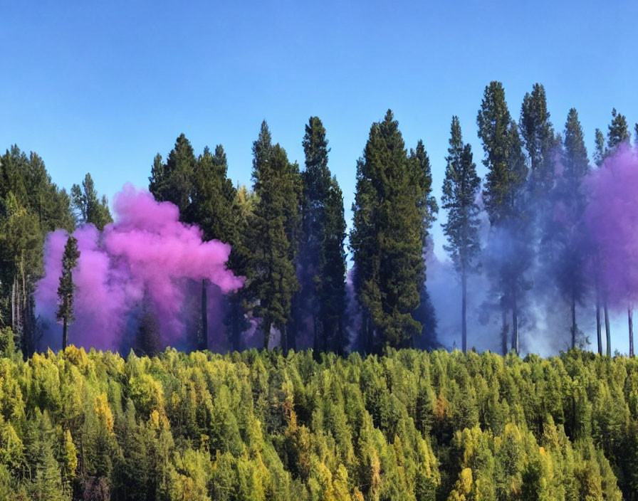 Lush Green Forest with Purple Smoke in Clear Blue Sky