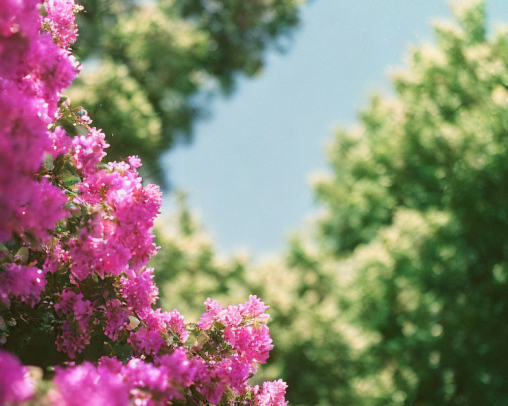 Bright pink blooms on bush against blue sky and green foliage on sunny day