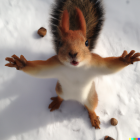 Friendly Young Lion Standing in Snow with Arms Extended under Sunlight