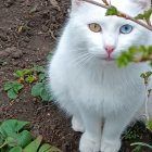 White Cat with Twig and Green Leaves on Head Standing on Soil