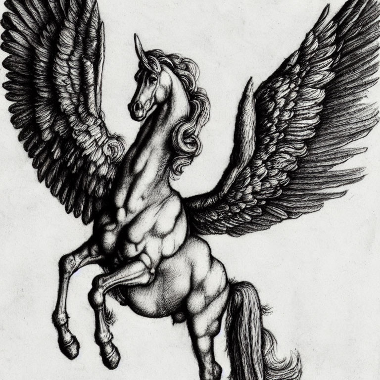 Detailed Pegasus sketch with majestic wings and flowing mane