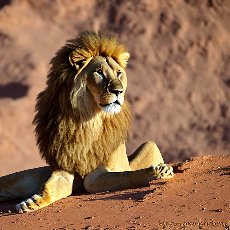 Majestic lion with full mane resting on red sandy terrain