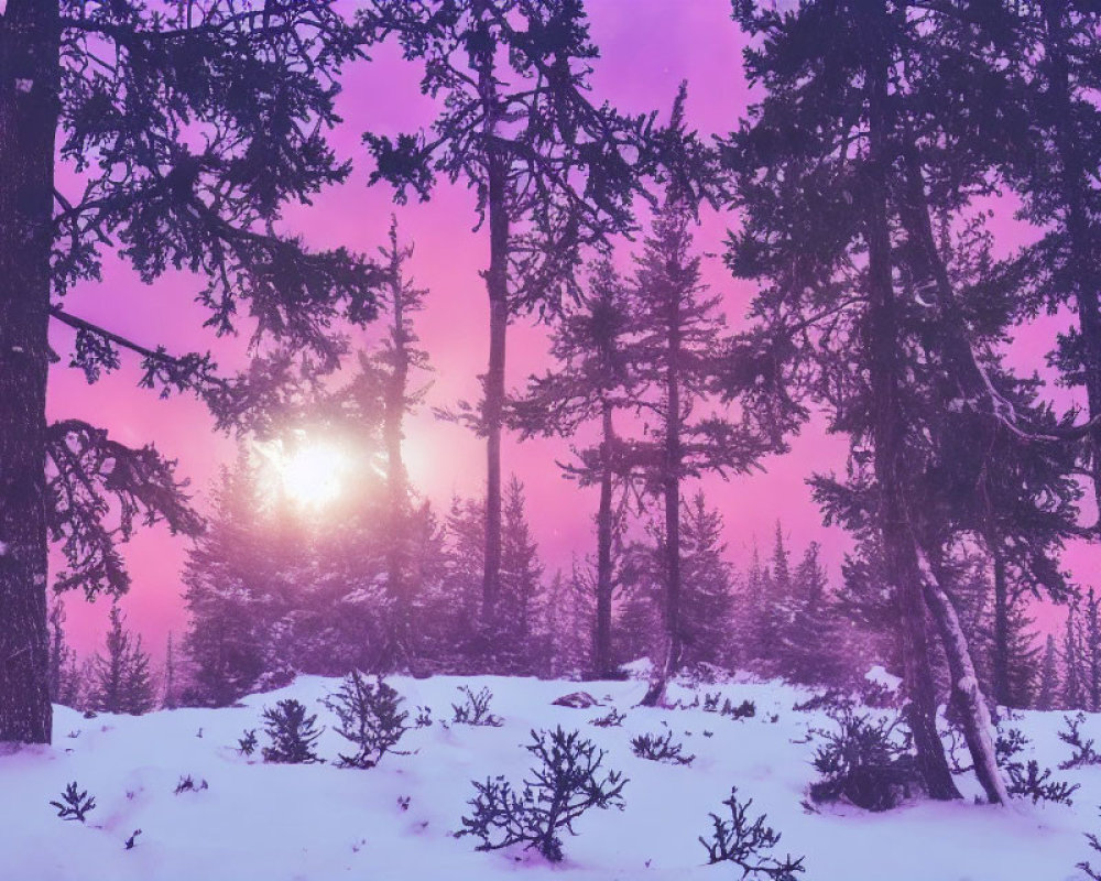 Winter forest scene with snow, silhouetted trees, and colorful sky