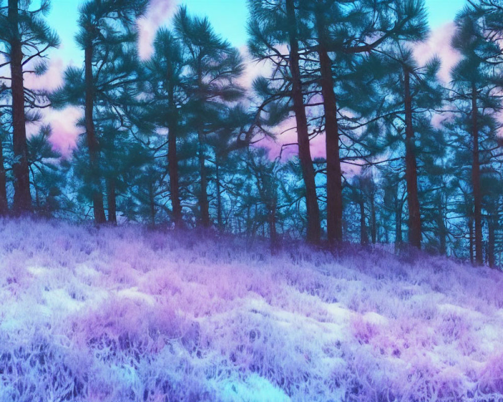 Forest landscape with tall pine trees and purple foliage under twilight sky