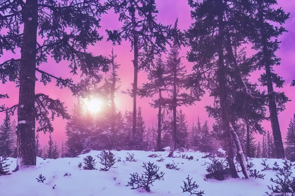 Winter forest scene with snow, silhouetted trees, and colorful sky