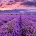 Tranquil lavender field at sunset with red-roofed house