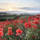 Vibrant painting of red poppies in field with mountains and setting sun