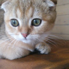 Tabby kitten with blue eyes resting on ornate gold-patterned fabric