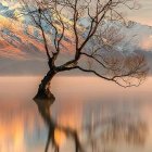 Whimsical tree with blue leaves on ship-like house floating on reflective sea