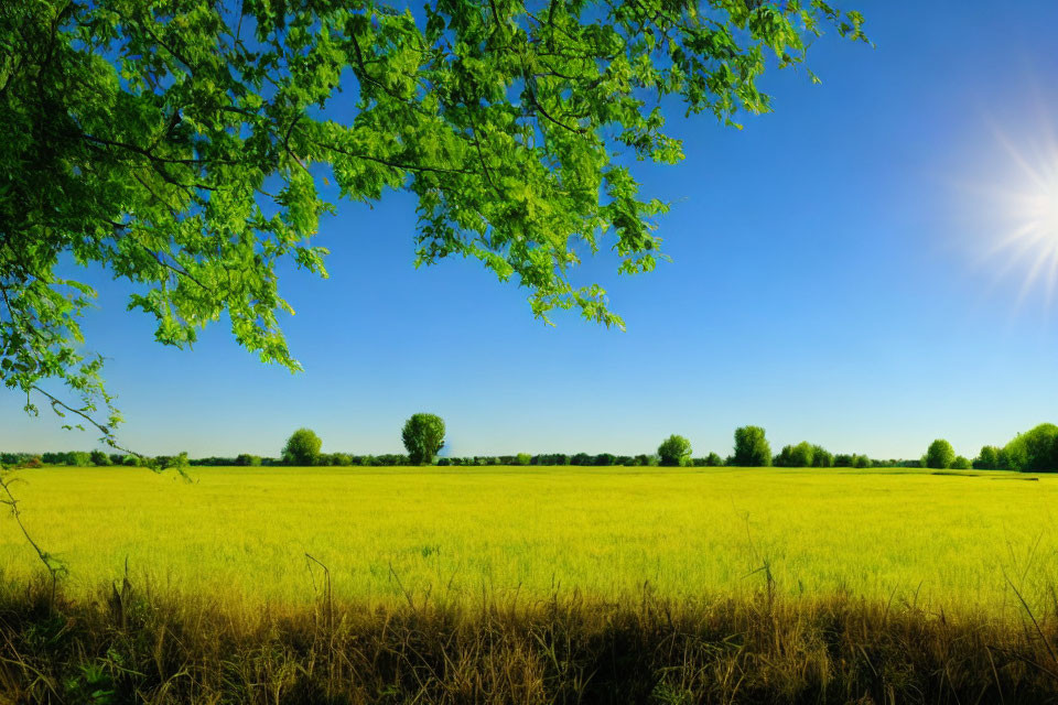 Lush Green Tree Branches Surround Serene Field under Clear Blue Sky