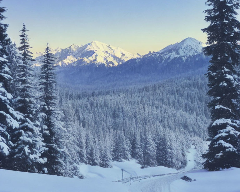 Snowy Pine Trees and Mountains in Dusk or Dawn Sky