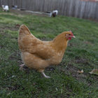 Rooster on Soccer Field with Players and Balls