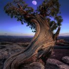 Twisted tree with lush foliage under full moon