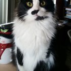 Striking black and white cats with intense eyes in close proximity