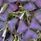 Vibrant blue butterflies on green stems against purple backdrop