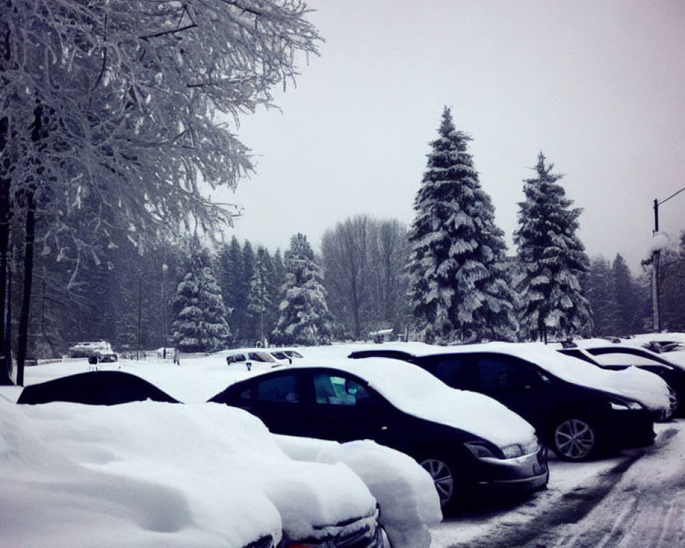 Snow-covered parking lot with cars and frosty trees under overcast sky