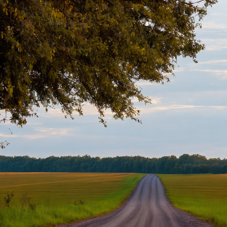 Scenic country road with green fields under soft evening sky