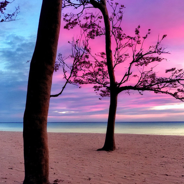 Pink and Purple Sunset Silhouettes Beach Trees