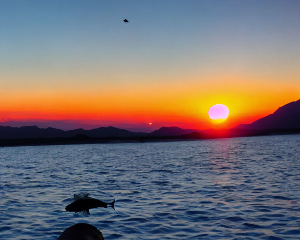 Arm pointing at leaping dolphin in sunset sea with flying helicopter