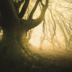 Ethereal forest scene with massive tree and intricate roots in golden light