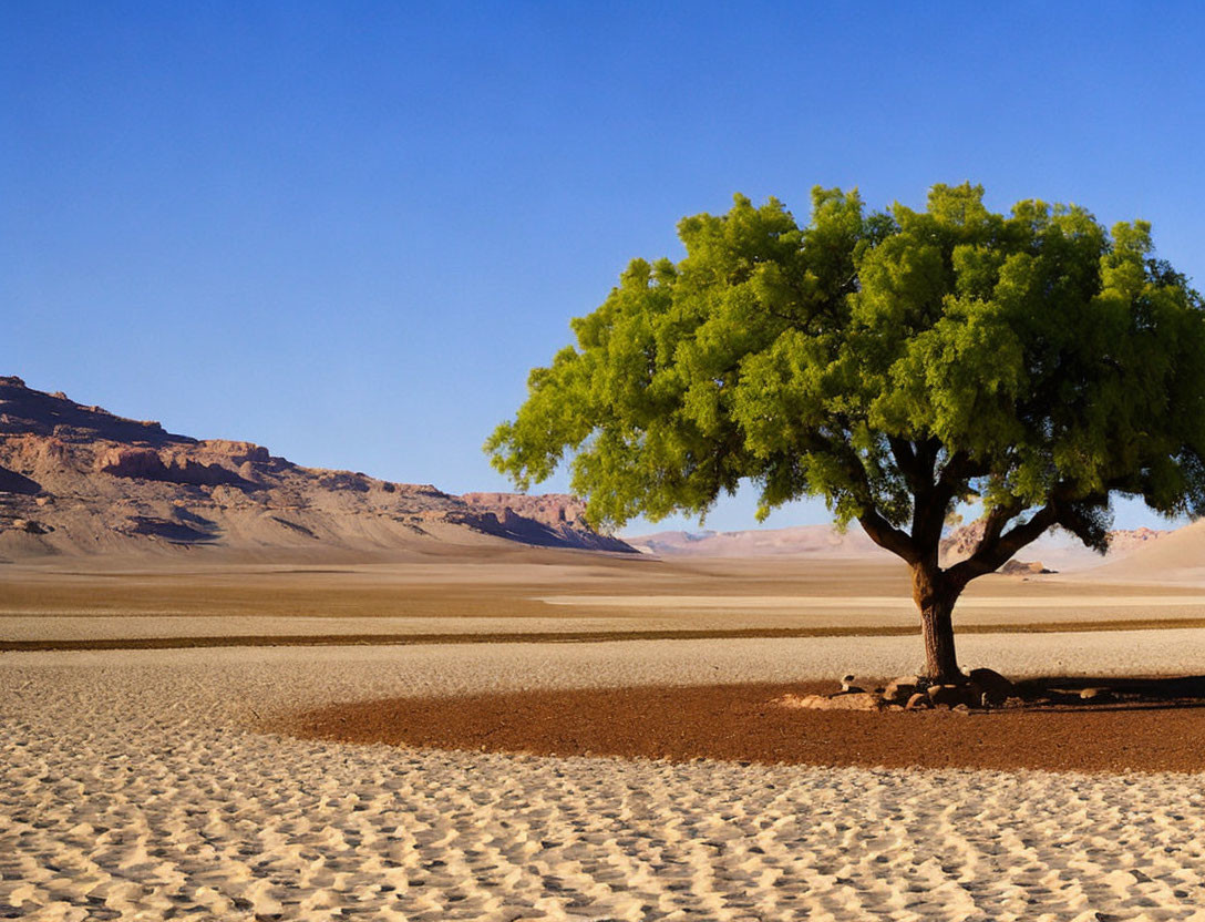 Green tree in desert landscape with sand ripples and rocky hills