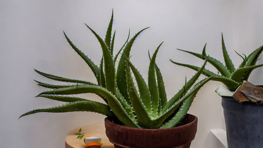 Vibrant aloe and succulent plants in terracotta and blue pots on wooden stand