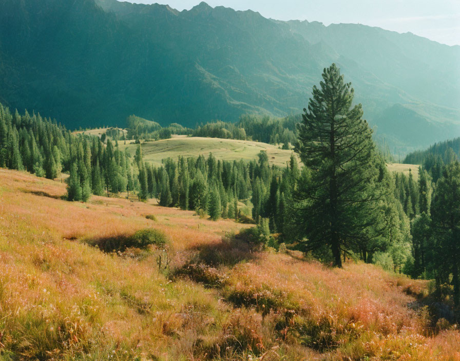 Tranquil landscape with rolling hills, trees, and mountains