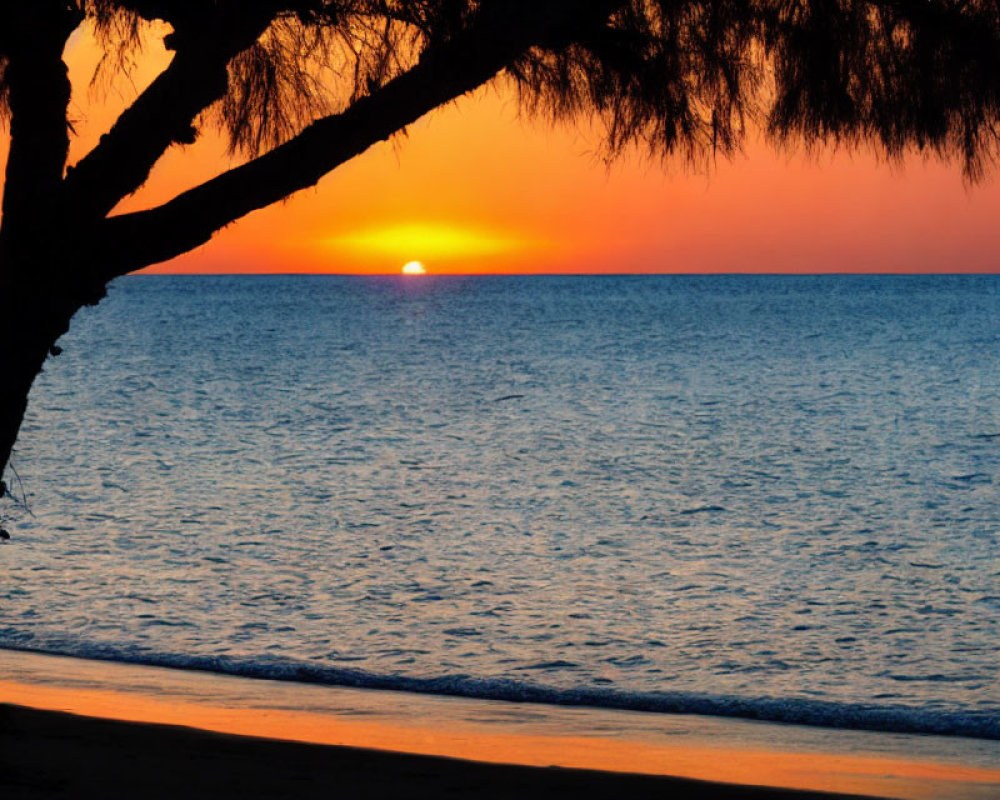 Tranquil sunset beach scene with silhouetted tree and calm ocean waters