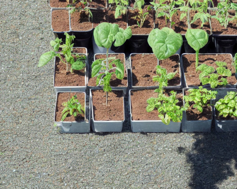 Assorted young plants in plastic pots on gravel under sunlight shadows