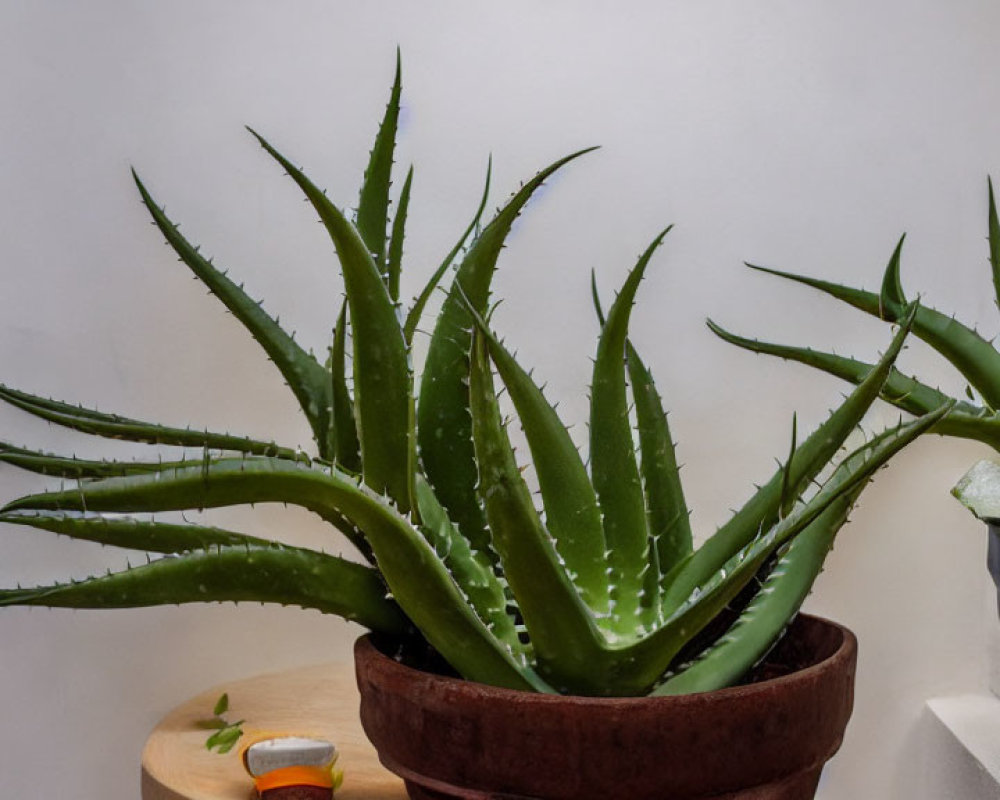 Vibrant aloe and succulent plants in terracotta and blue pots on wooden stand