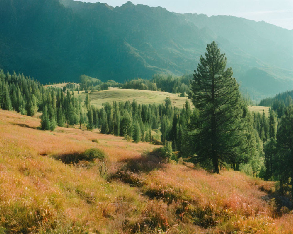 Tranquil landscape with rolling hills, trees, and mountains