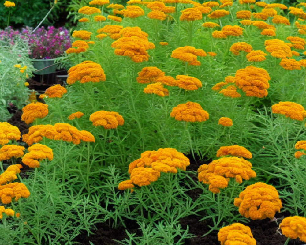 Lush green foliage and bright orange marigold flowers in a vibrant garden bed