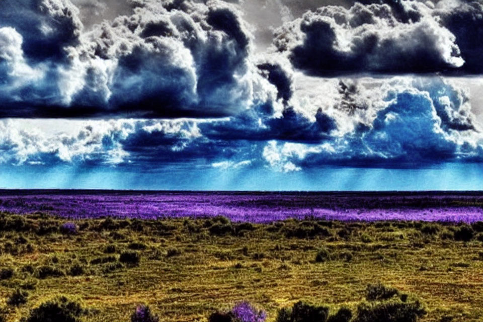 Vivid landscape: Striking purple field under dramatic blue sky