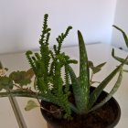 Vibrant aloe and succulent plants in terracotta and blue pots on wooden stand