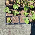 Assorted young plants in plastic pots on gravel under sunlight shadows