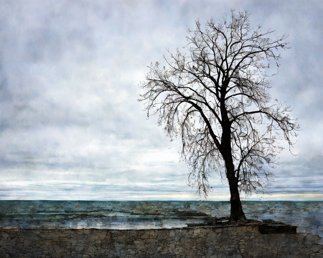 Leafless Tree on Textured Shore Against Cloudy Skies and Tranquil Sea