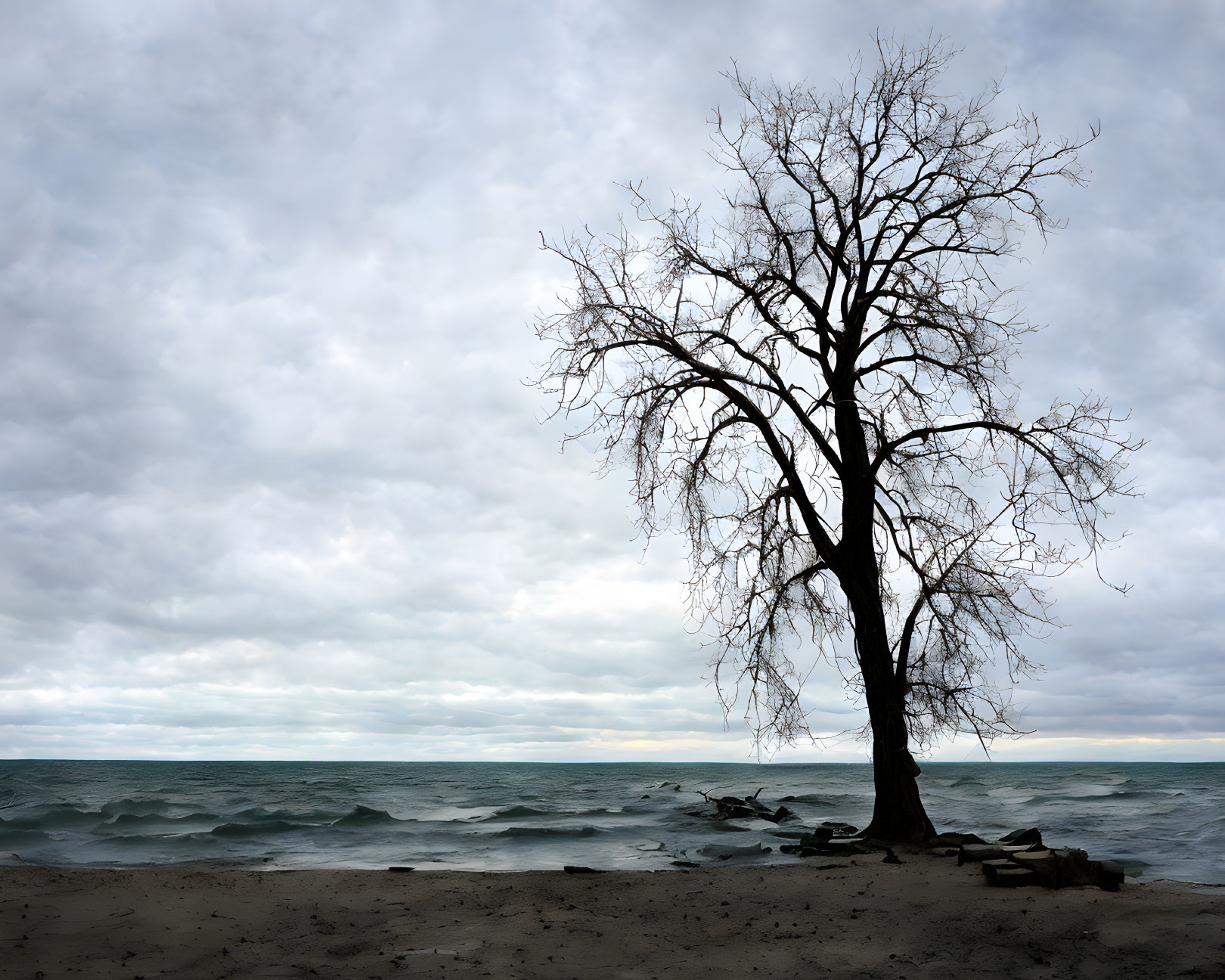 Leafless Tree on Sandy Shore with Tumultuous Clouds and Choppy Waters