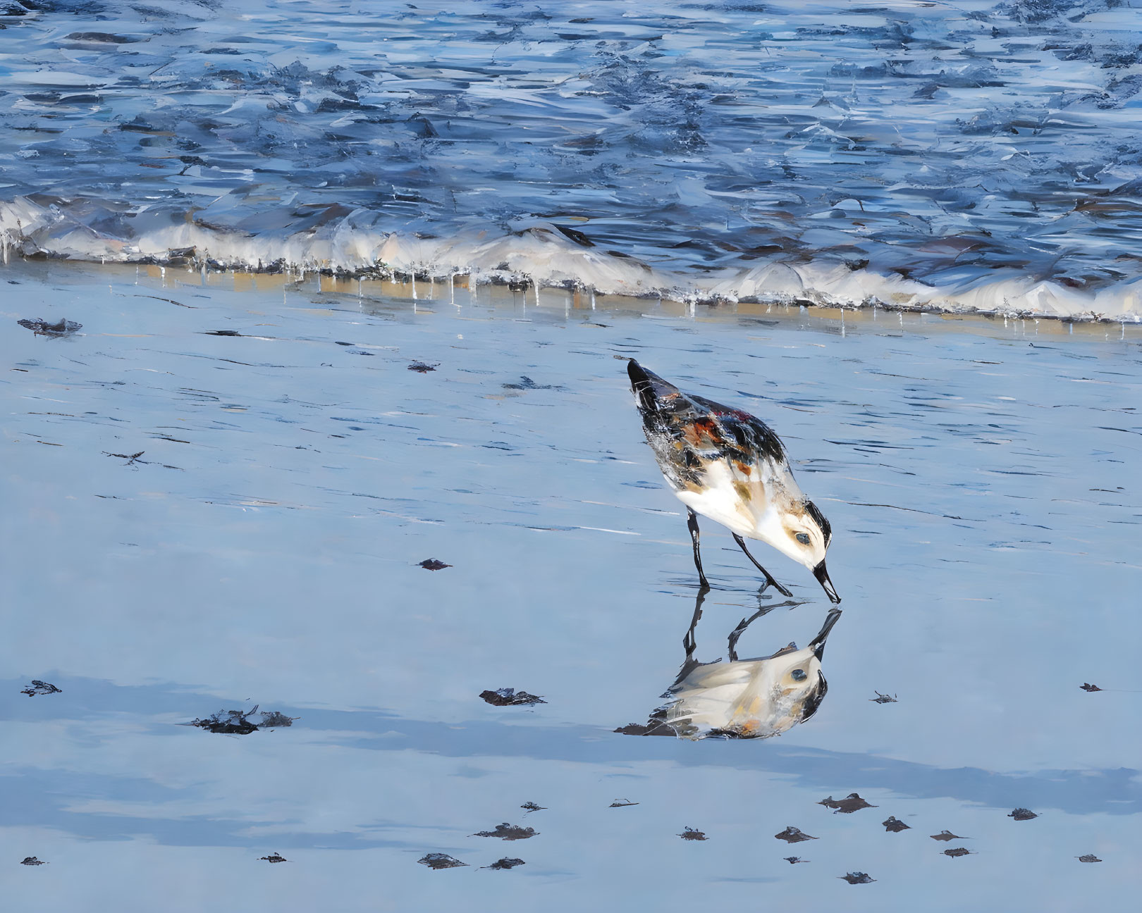 Black and white bird pecking in shallow water on sunny day