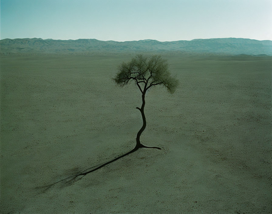 Solitary curved trunk tree in vast desert landscape under hazy sky
