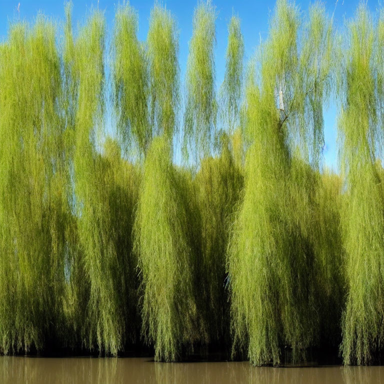 Lush willow trees by water's edge under clear blue sky