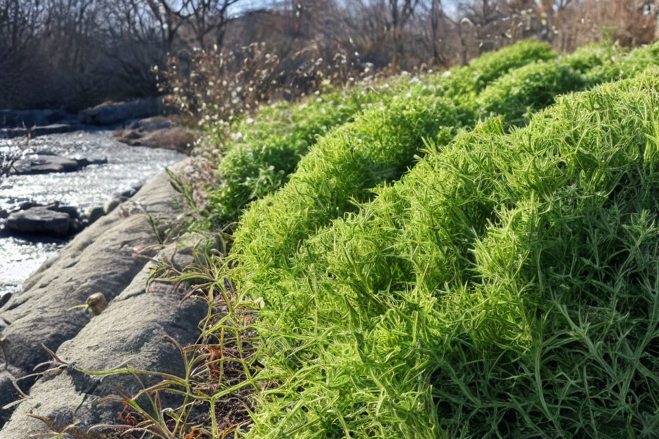 Green shrubs over rocks near stream, leafless bushes, bare trees, clear sky.