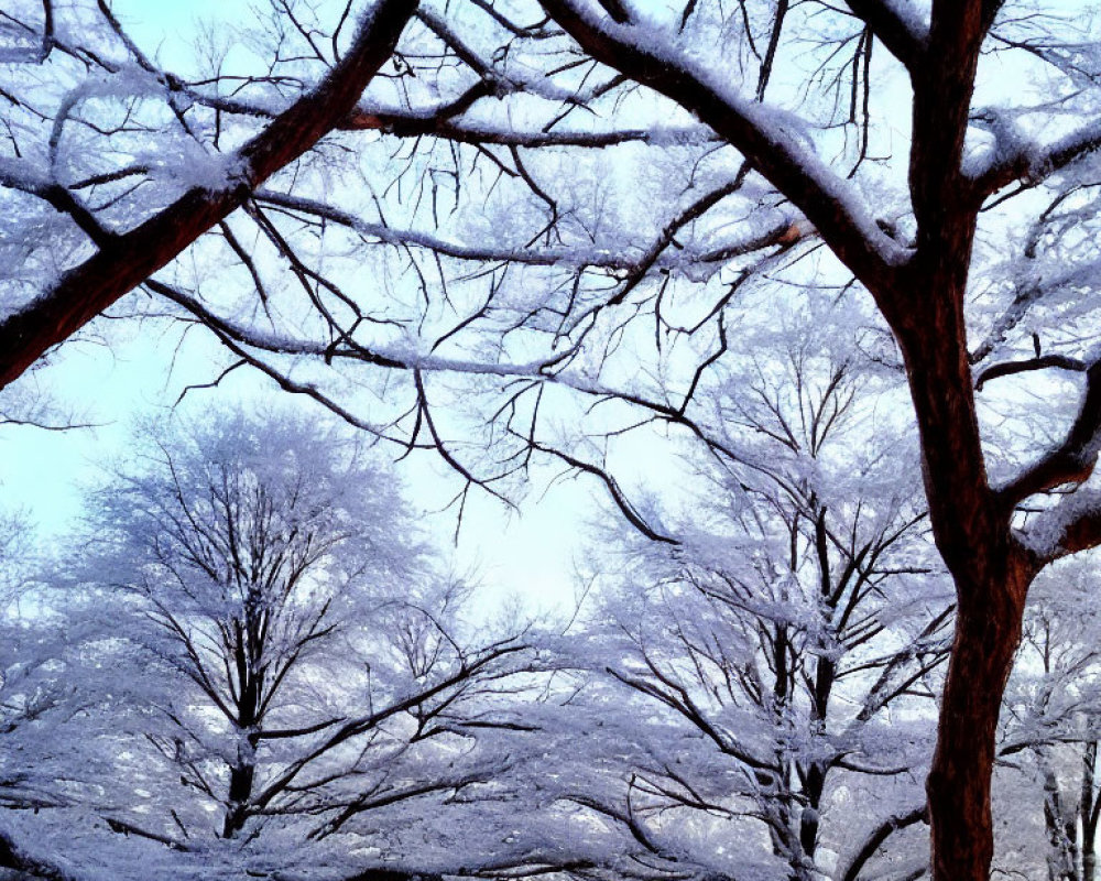 Snow-covered tree branches against bright sky in mesmerizing winter scene