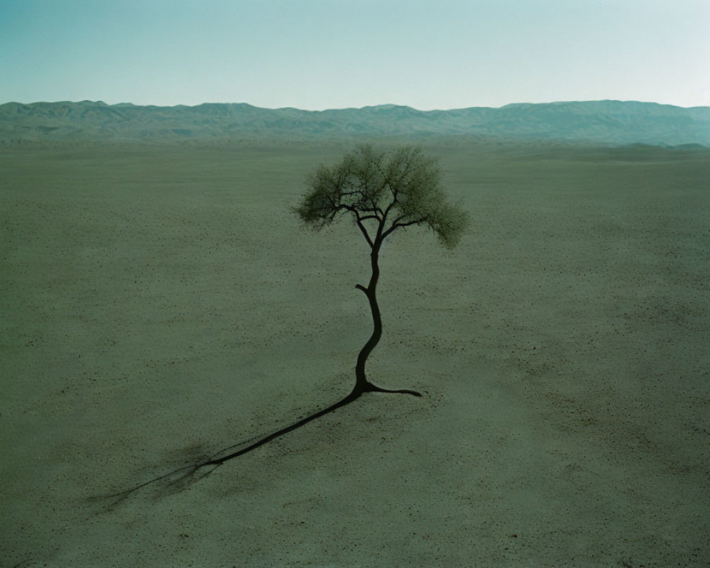 Solitary curved trunk tree in vast desert landscape under hazy sky