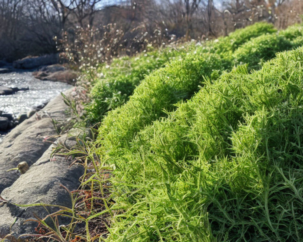 Green shrubs over rocks near stream, leafless bushes, bare trees, clear sky.