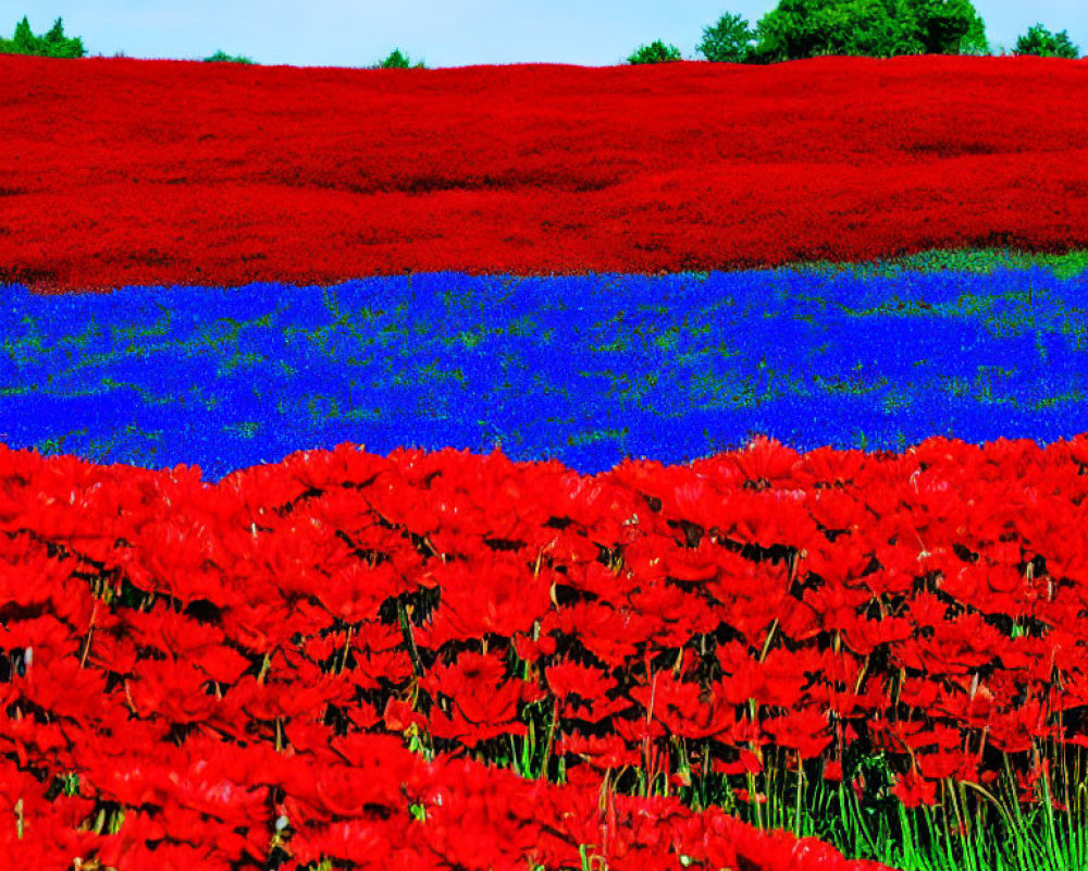 Colorful Red and Blue Flower Fields with Green Tree Landscape