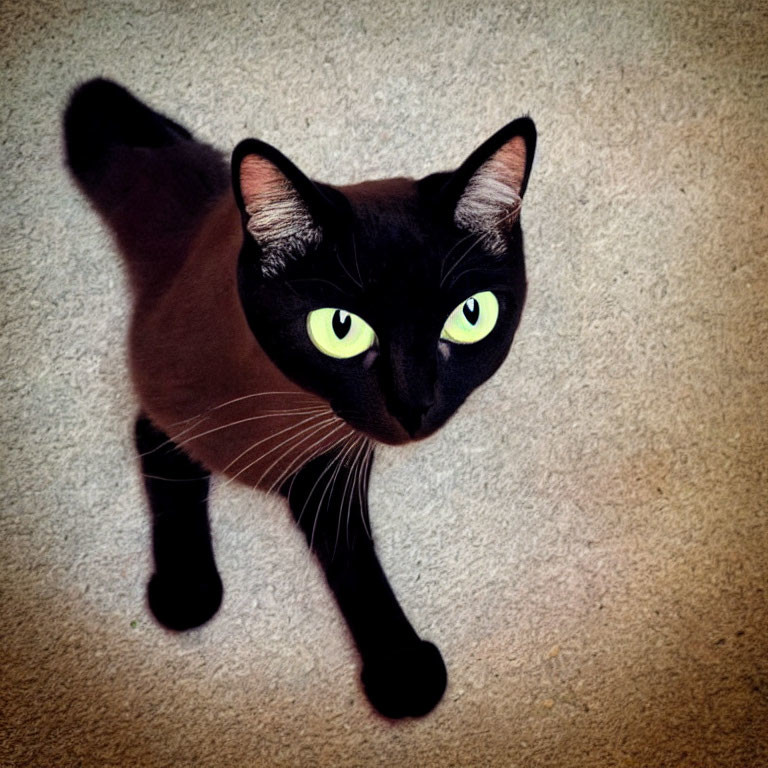 Black Cat with Green Eyes on Beige Floor with Shadow