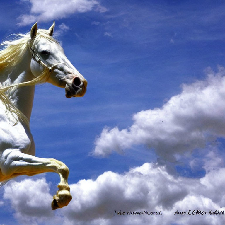 White Horse Galloping in Sky Among Fluffy Clouds