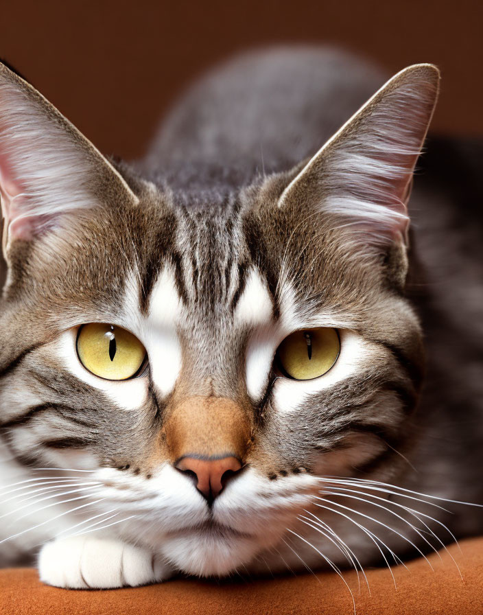 Grey Striped Domestic Cat with Yellow Eyes Close-Up