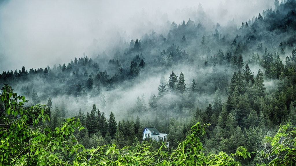 Solitary house in misty forest with fog-shrouded trees